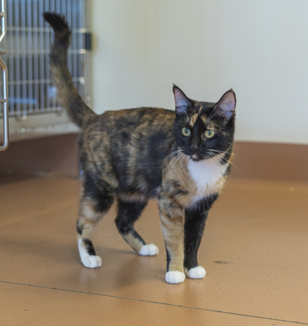 Millionaire, an adoptable Domestic Short Hair in Kennewick, WA, 99336 | Photo Image 1