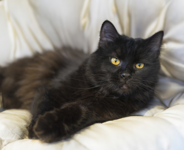 Vladimir, an adoptable Domestic Long Hair in Kennewick, WA, 99336 | Photo Image 1