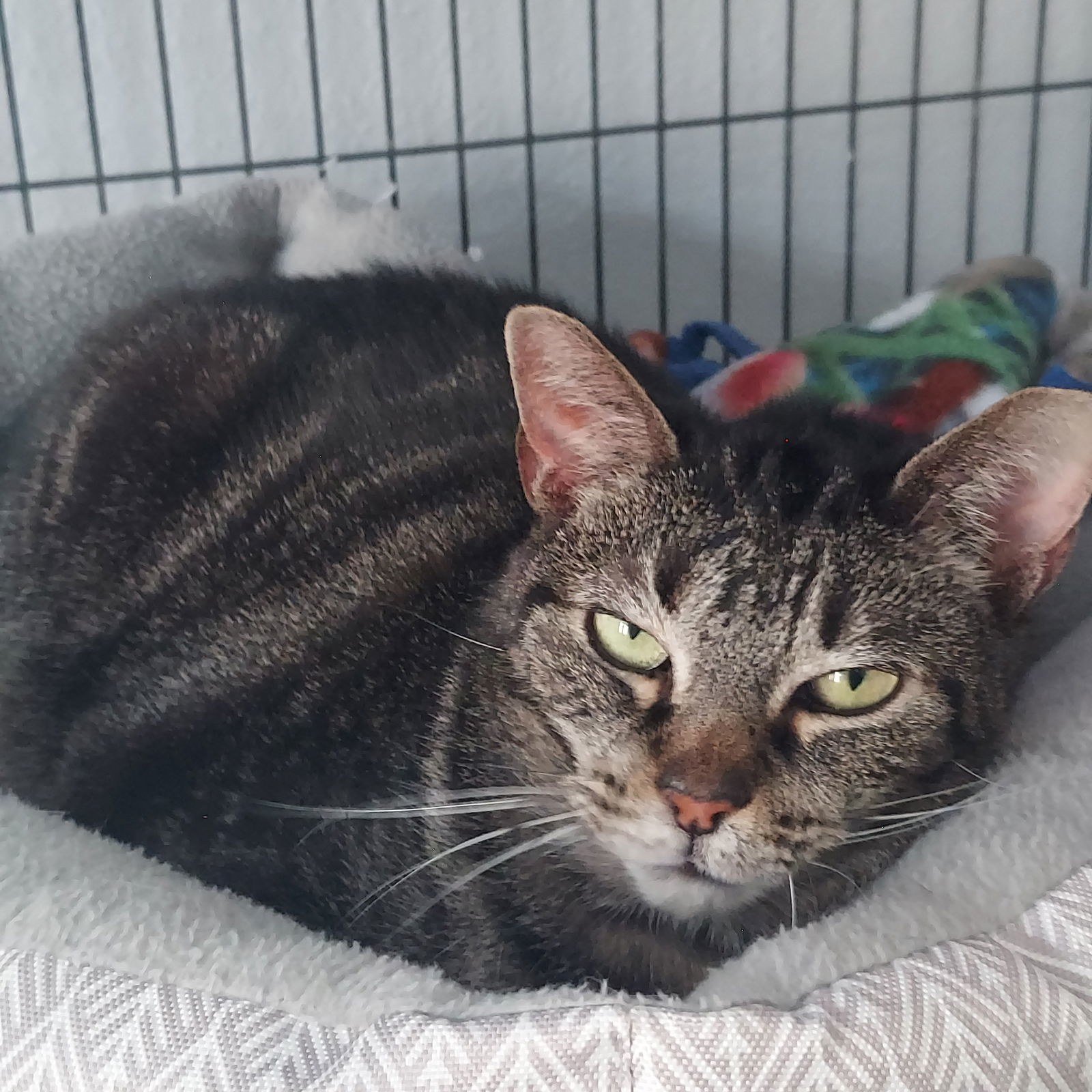 Carla, an adoptable Domestic Short Hair in Montello, WI, 53949 | Photo Image 1