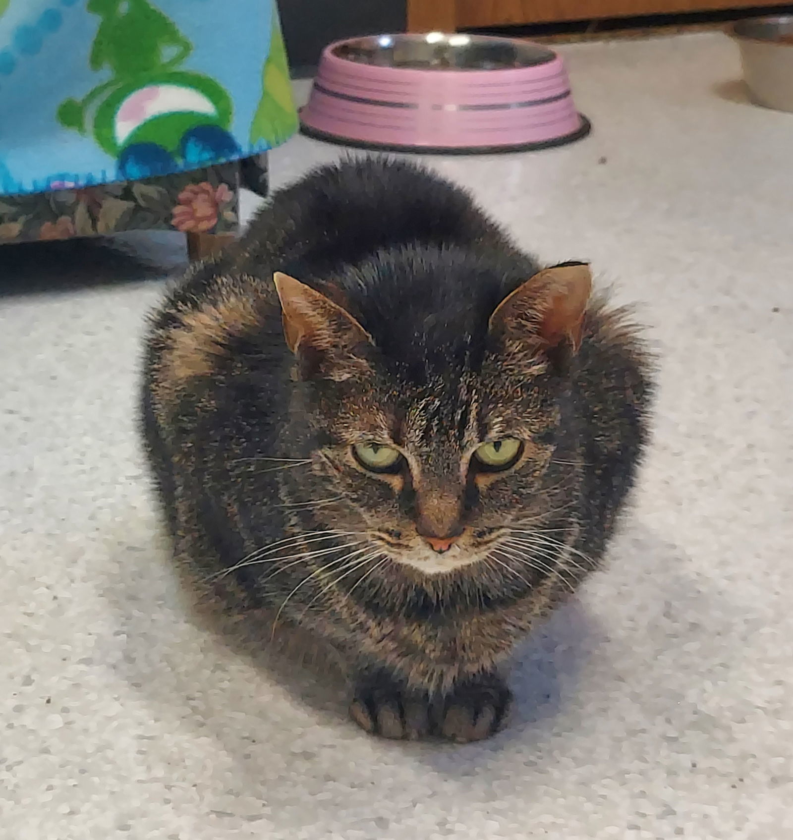 Carla, an adoptable Domestic Short Hair in Montello, WI, 53949 | Photo Image 2