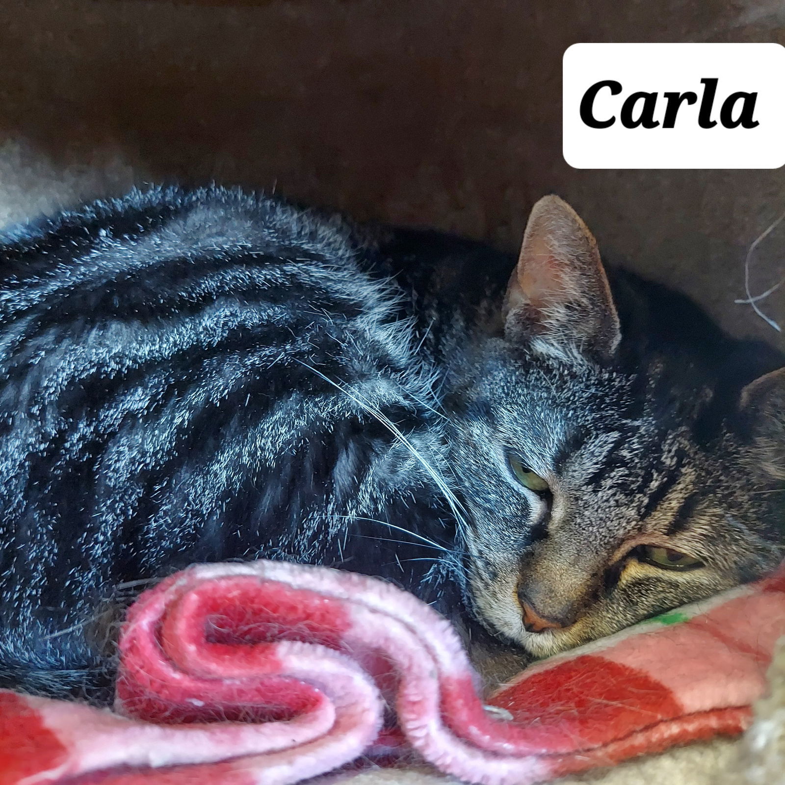 Carla, an adoptable Domestic Short Hair in Montello, WI, 53949 | Photo Image 3