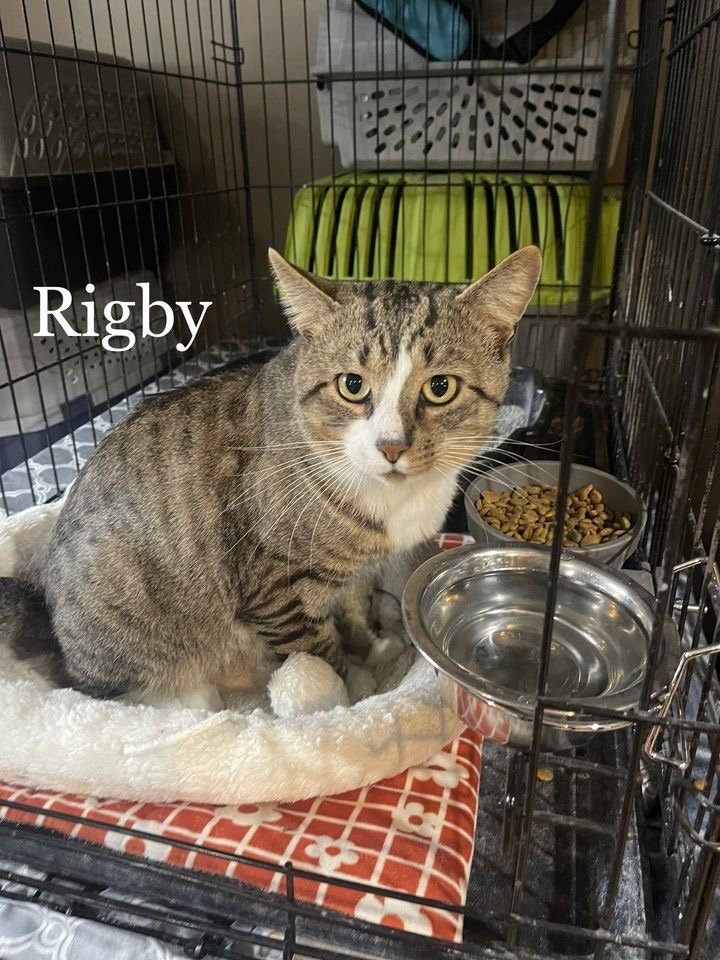Rigby (24-210)