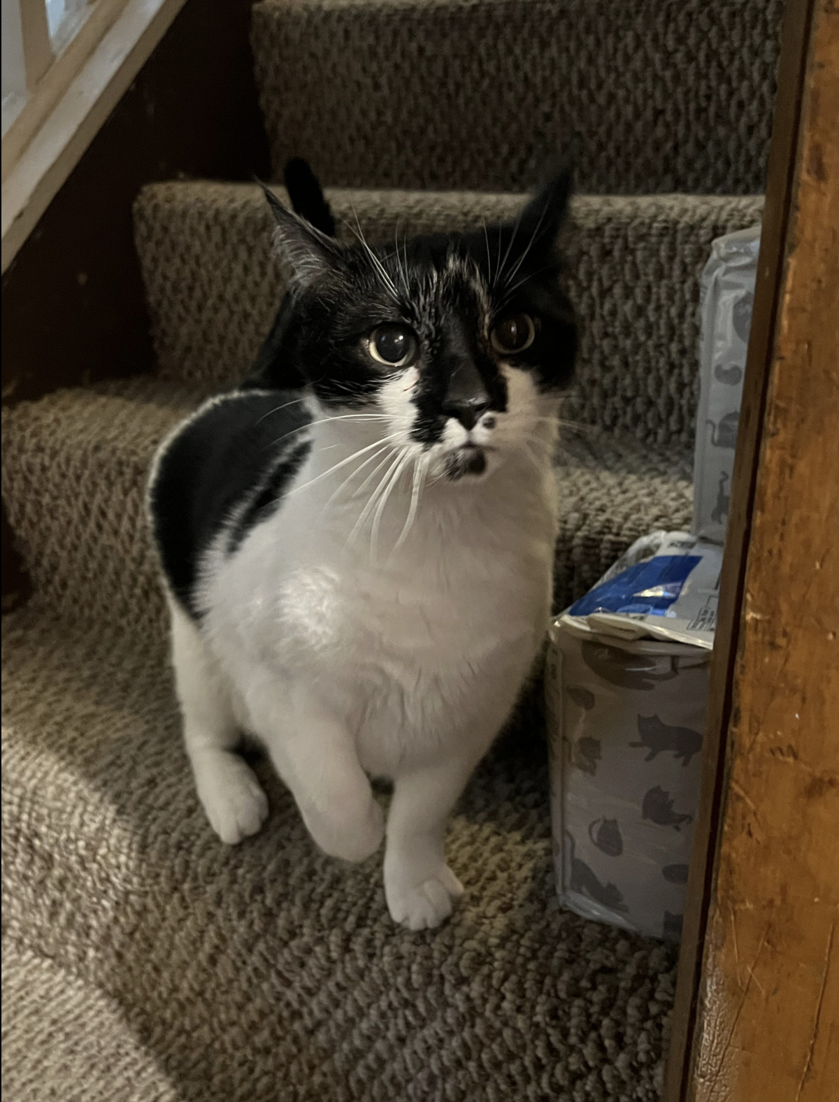 Oreo ***COURTESY POST***