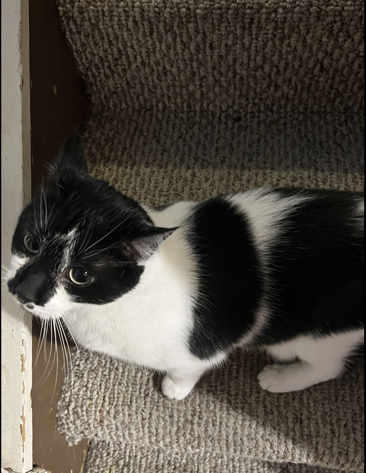 Oreo ***COURTESY POST***
