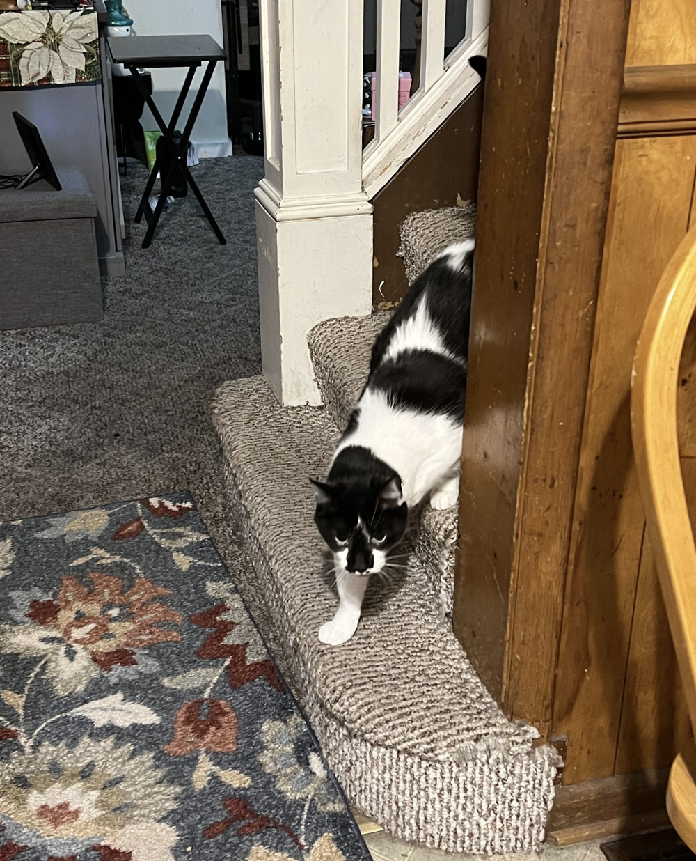 Oreo ***COURTESY POST***