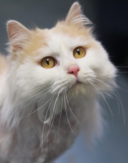 Hei Hei, an adoptable Domestic Long Hair, Domestic Short Hair in Walla Walla, WA, 99362 | Photo Image 1