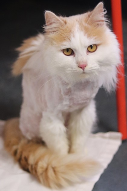 Hei Hei, an adoptable Domestic Long Hair, Domestic Short Hair in Walla Walla, WA, 99362 | Photo Image 2