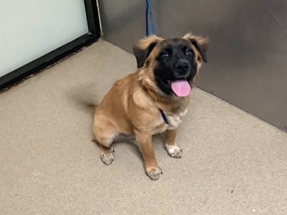 Georgio, an adoptable Leonberger, Mixed Breed in Fort Worth, TX, 76119 | Photo Image 1