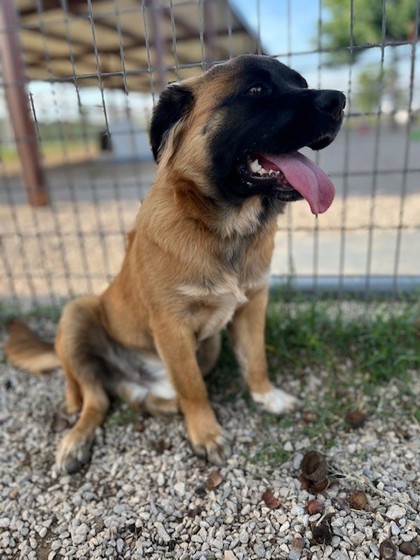 Georgio, an adoptable Leonberger, Mixed Breed in Fort Worth, TX, 76119 | Photo Image 2