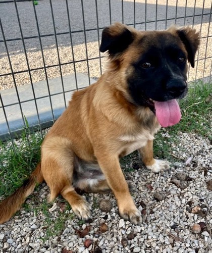 Georgio, an adoptable Leonberger, Mixed Breed in Fort Worth, TX, 76119 | Photo Image 3