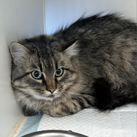 Nancy F. Smith, an adoptable Domestic Long Hair in Garden City, KS, 67846 | Photo Image 1