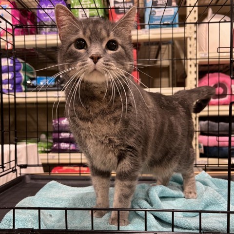 Blyss, an adoptable Domestic Short Hair in Bismarck, ND, 58507 | Photo Image 1