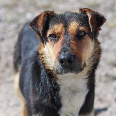 Denali, an adoptable German Shepherd Dog in Lander, WY, 82520 | Photo Image 2