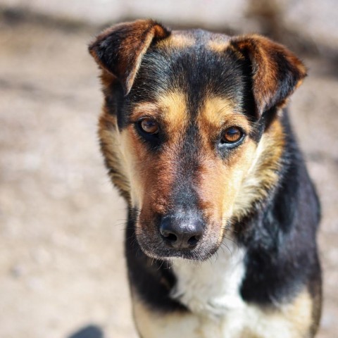 Denali, an adoptable German Shepherd Dog in Lander, WY, 82520 | Photo Image 4
