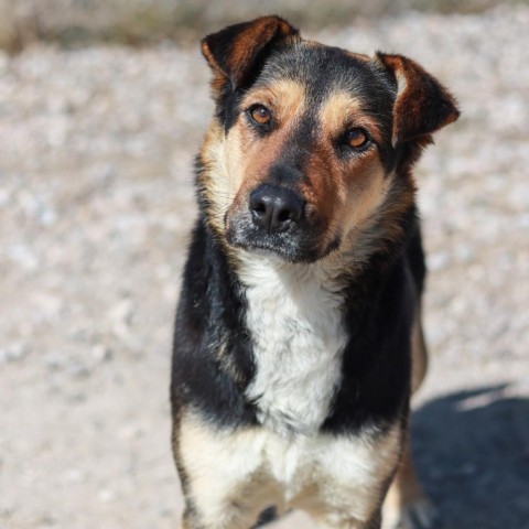 Denali, an adoptable German Shepherd Dog in Lander, WY, 82520 | Photo Image 5