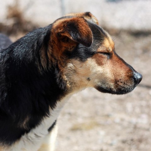 Denali, an adoptable German Shepherd Dog in Lander, WY, 82520 | Photo Image 6