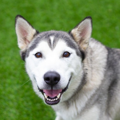 Dog for adoption - Ne-Ne, a Siberian Husky in Evansville, IN | Petfinder