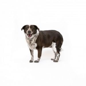Meet Peggy a charming canine companion in search of a loving home This sweet girl may initially se