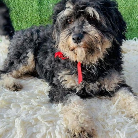 Molly, an adoptable Havanese in San Diego, CA, 92130 | Photo Image 4