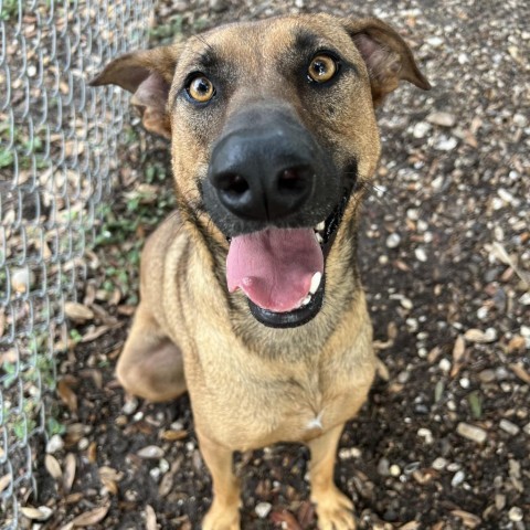 Tori, an adoptable Shepherd in Corpus Christi, TX, 78415 | Photo Image 1