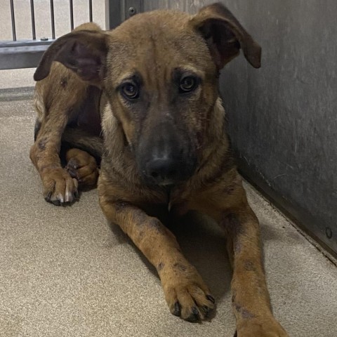 Tori, an adoptable Shepherd in Corpus Christi, TX, 78415 | Photo Image 2