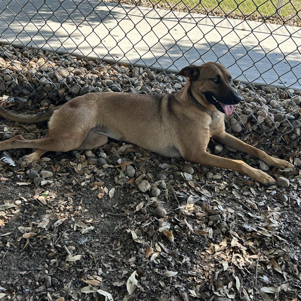 Tori, an adoptable Shepherd in Corpus Christi, TX, 78415 | Photo Image 2