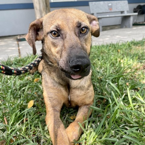 Tori, an adoptable Shepherd in Corpus Christi, TX, 78415 | Photo Image 3