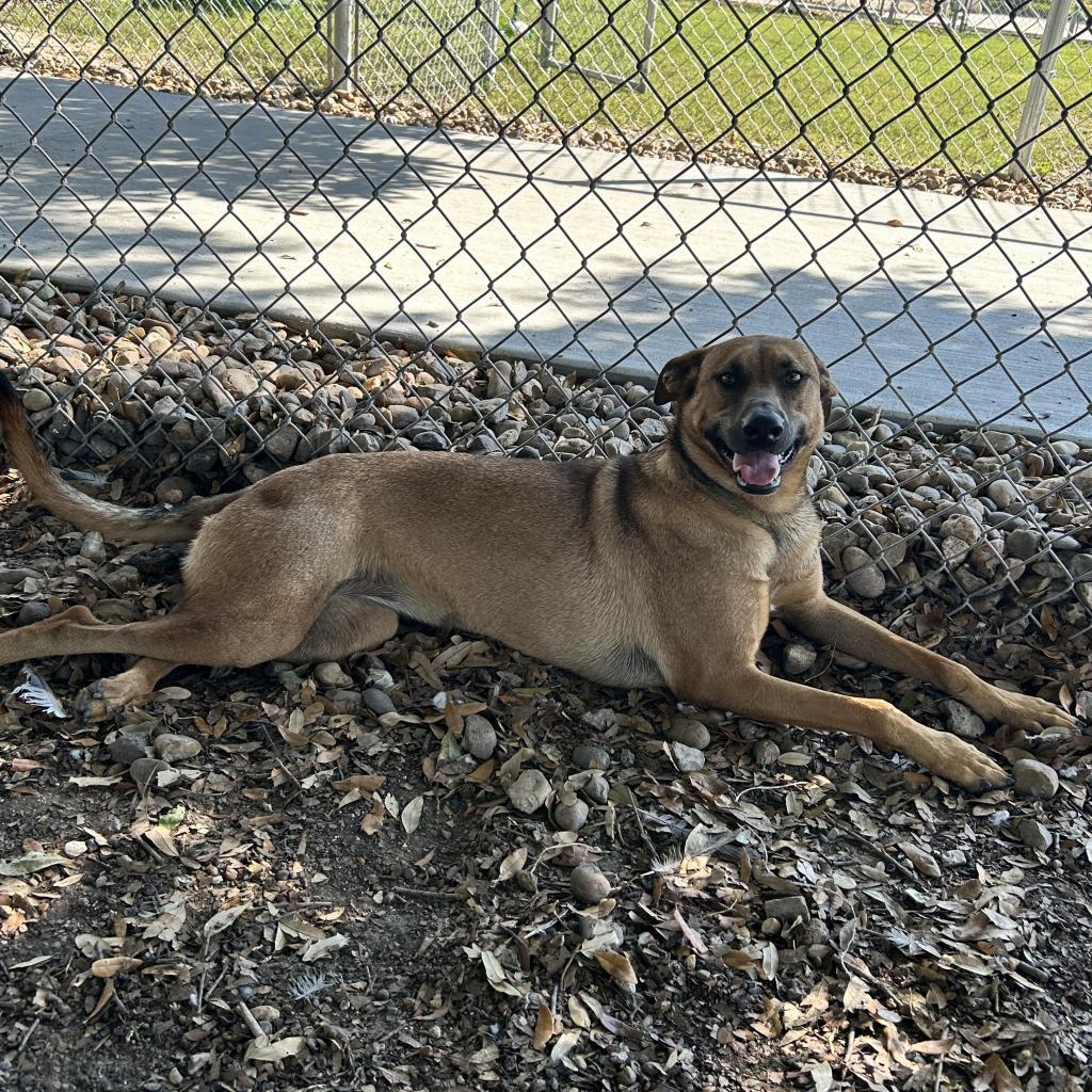 Tori, an adoptable Shepherd in Corpus Christi, TX, 78415 | Photo Image 3
