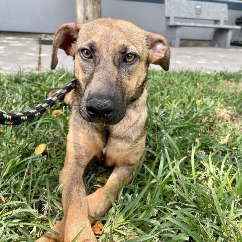 Tori, an adoptable Shepherd in Corpus Christi, TX, 78415 | Photo Image 4