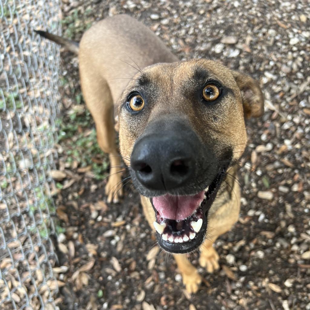 Tori, an adoptable Shepherd in Corpus Christi, TX, 78415 | Photo Image 4