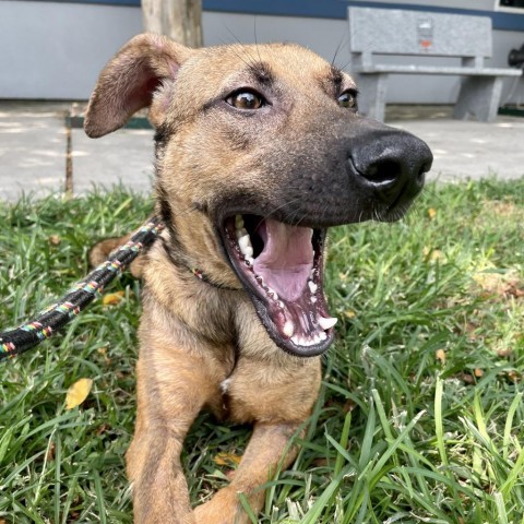 Tori, an adoptable Shepherd in Corpus Christi, TX, 78415 | Photo Image 5