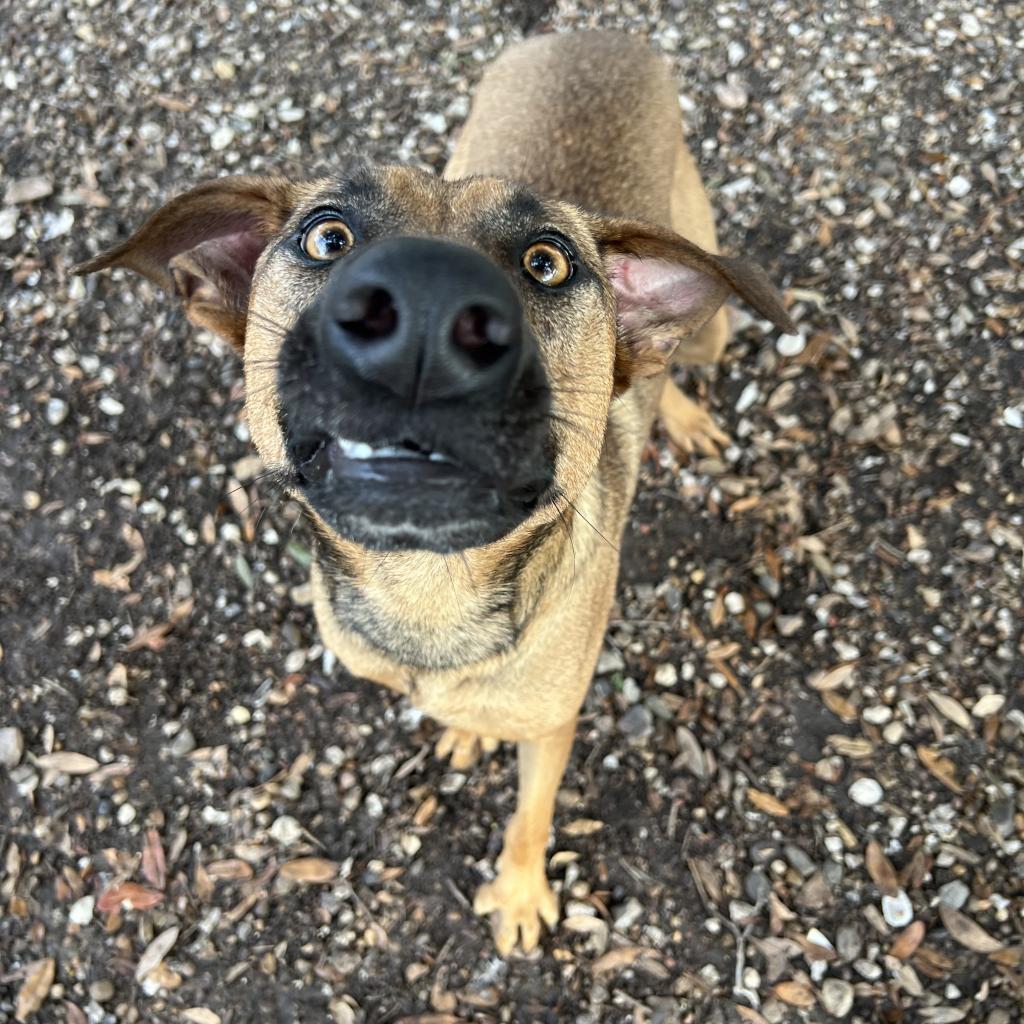 Tori, an adoptable Shepherd in Corpus Christi, TX, 78415 | Photo Image 5