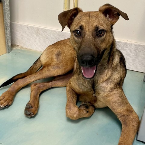 Tori, an adoptable Shepherd in Corpus Christi, TX, 78415 | Photo Image 6