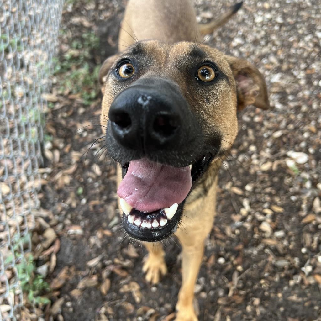 Tori, an adoptable Shepherd in Corpus Christi, TX, 78415 | Photo Image 6