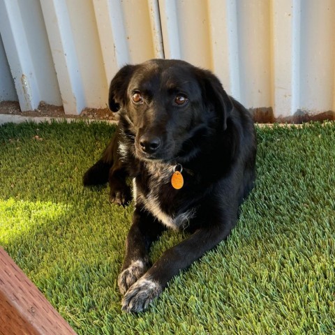 Daisy, an adoptable Schipperke, Cattle Dog in Prescott, AZ, 86304 | Photo Image 1