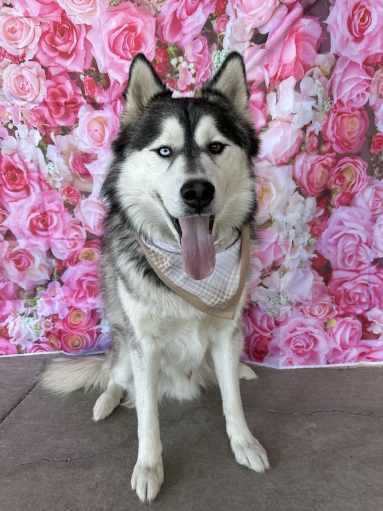 Clyde, an adoptable Siberian Husky in Midway, UT, 84049 | Photo Image 1