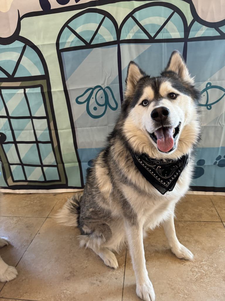 Clyde, an adoptable Siberian Husky in Midway, UT, 84049 | Photo Image 2