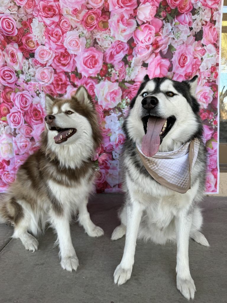 Clyde, an adoptable Siberian Husky in Midway, UT, 84049 | Photo Image 3