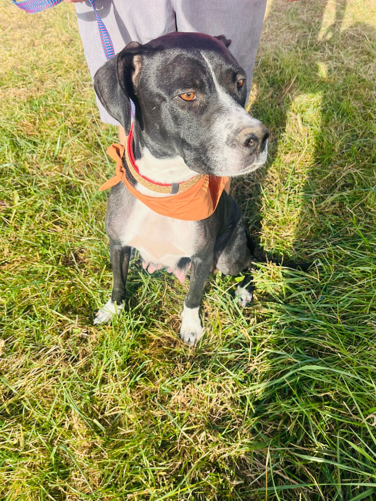 Dori, an adoptable Boxer, Labrador Retriever in Midway, UT, 84049 | Photo Image 1