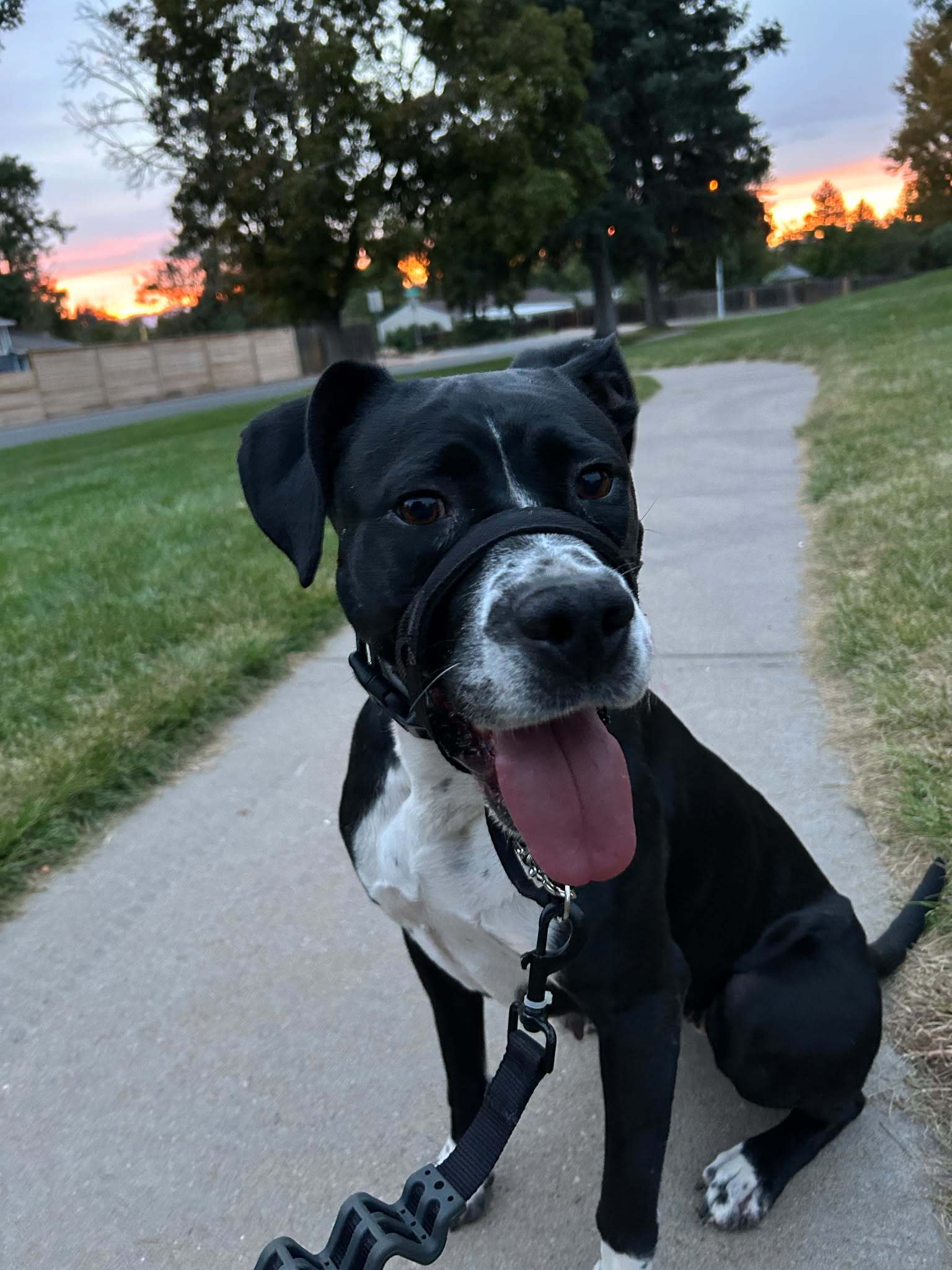 Dori CO, an adoptable Boxer, Labrador Retriever in Midway, UT, 84049 | Photo Image 1
