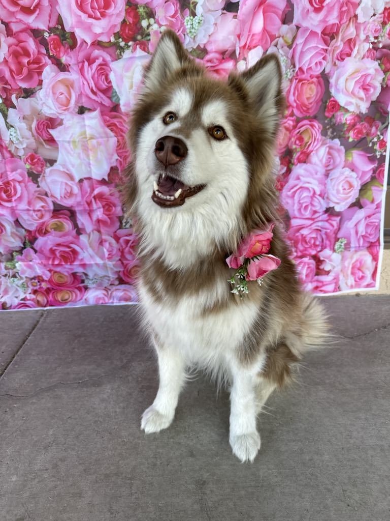 Bonnie, an adoptable Siberian Husky in Midway, UT, 84049 | Photo Image 2