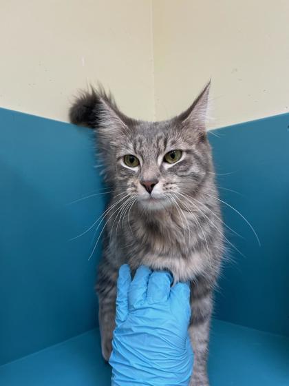 Sage aka Soft Mitten, an adoptable Domestic Medium Hair, Domestic Short Hair in Pendleton, OR, 97801 | Photo Image 1