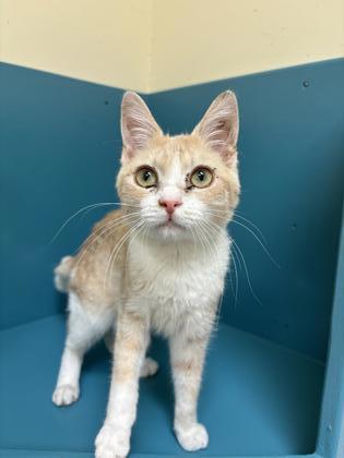 Ro, an adoptable Domestic Short Hair in Pendleton, OR, 97801 | Photo Image 1