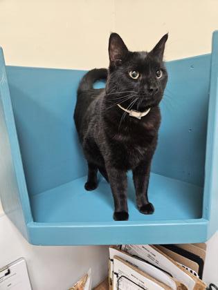 Benny, an adoptable Domestic Short Hair in Pendleton, OR, 97801 | Photo Image 1