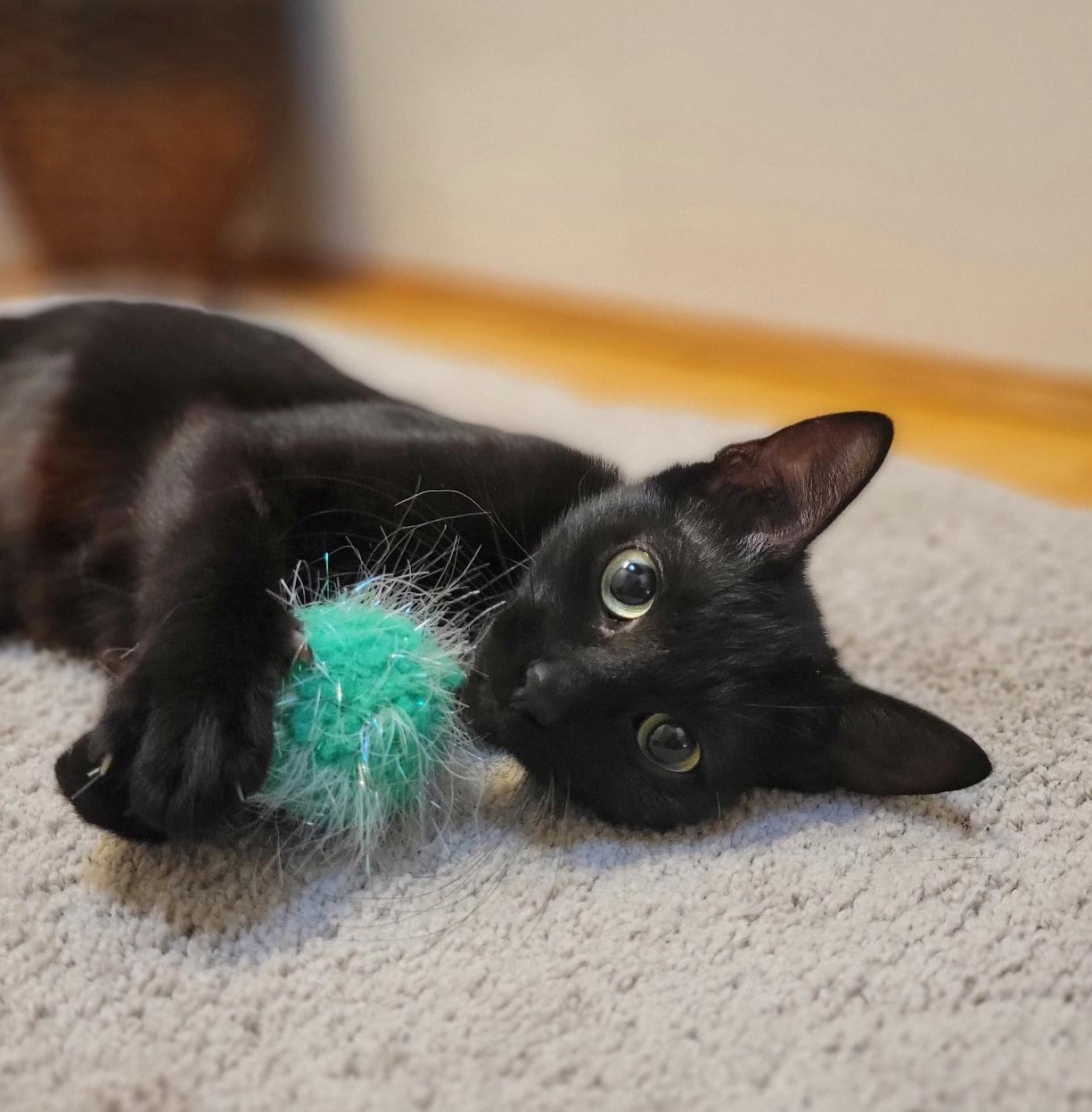 Phoebe, an adoptable Domestic Short Hair in Steinbach, MB, R5G 2B2 | Photo Image 3