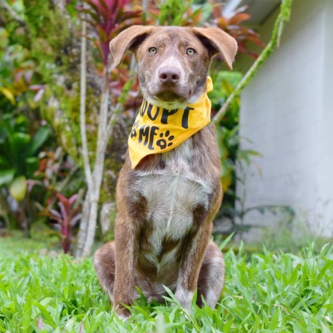 Heath, an adoptable Mixed Breed in Kailua Kona, HI, 96740 | Photo Image 2