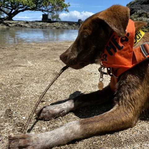 Heath, an adoptable Mixed Breed in Kailua Kona, HI, 96740 | Photo Image 5