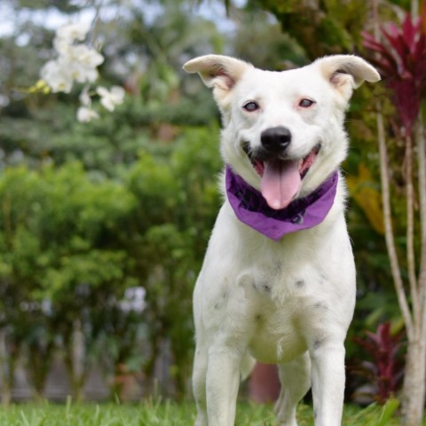 Lana, an adoptable Mixed Breed in Kailua Kona, HI, 96740 | Photo Image 1