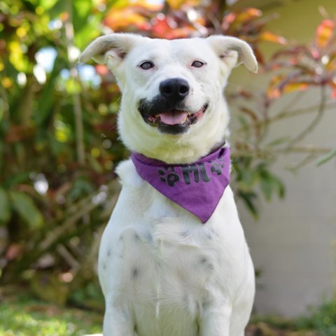 Lana, an adoptable Mixed Breed in Kailua Kona, HI, 96740 | Photo Image 2