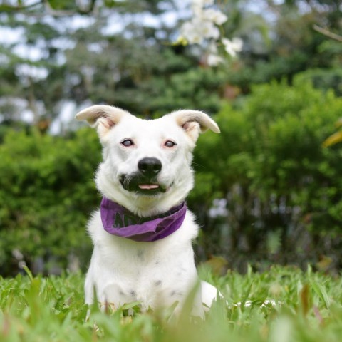 Lana, an adoptable Mixed Breed in Kailua Kona, HI, 96740 | Photo Image 4